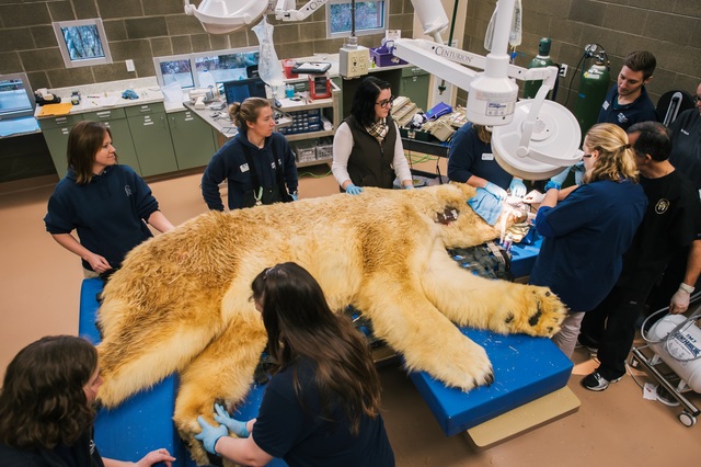 [新聞]  北極熊看牙醫　陣仗超大