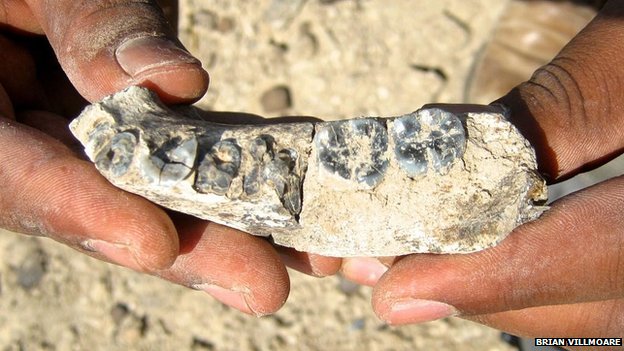 [新聞] 280萬年前的這排牙　可能屬於你我祖先